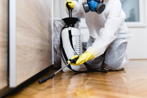 Best Termite Control Services  in Town And Country, WA
