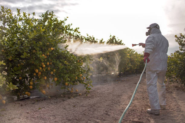 Best Pest Removal Services  in Town And Country, WA