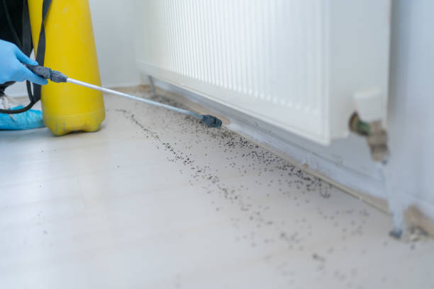 Best Affordable Pest Control Services  in Town And Country, WA